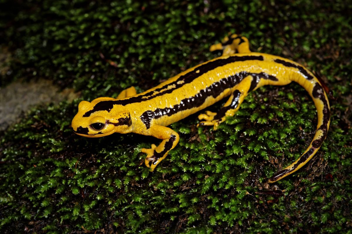 Salamandra salamandra fastuosa © Matthieu Berroneau