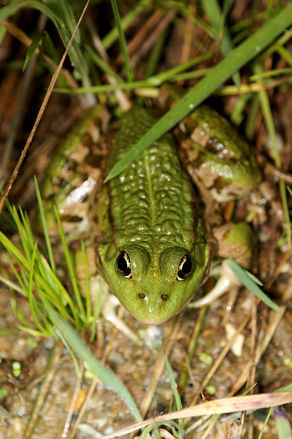 Grenouille de Pérez - Pelophylax perezi  Reptiles et Amphibiens de  Nouvelle-Aquitaine - Cistude Nature